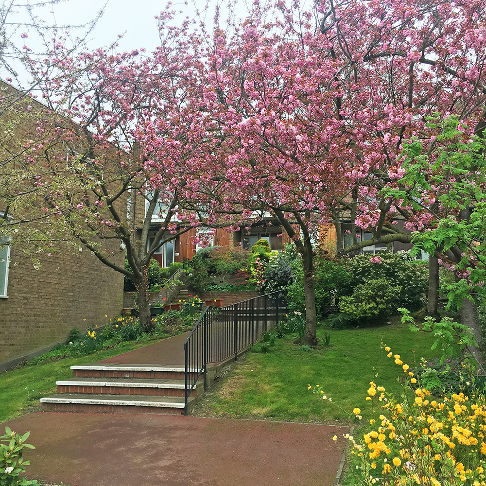 Central steps in blossom. Central steps in blossom.