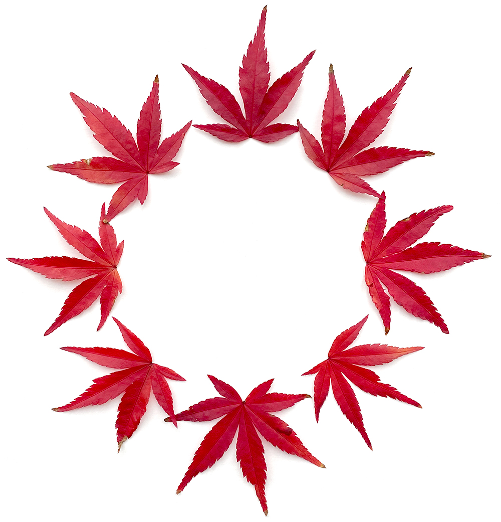 Japanese Maple ‘Osakazuki’ leaves in Giles Coppice, photographed for the 2020 Giles Coppice Xmas card by Jane Plüer. Japanese Maple ‘Osakazuki’ leaves